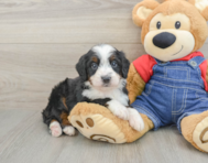 7 week old Mini Bernedoodle Puppy For Sale - Lone Star Pups