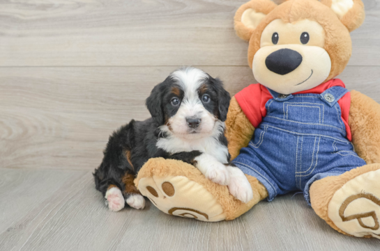Small Mini Bernedoodle Baby
