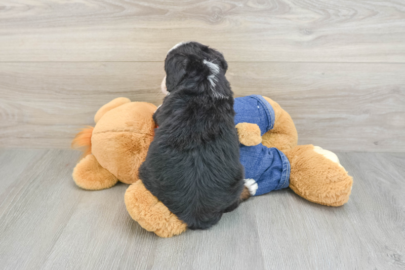 Meet Diablo - our Mini Bernedoodle Puppy Photo 2/3 - Lone Star Pups