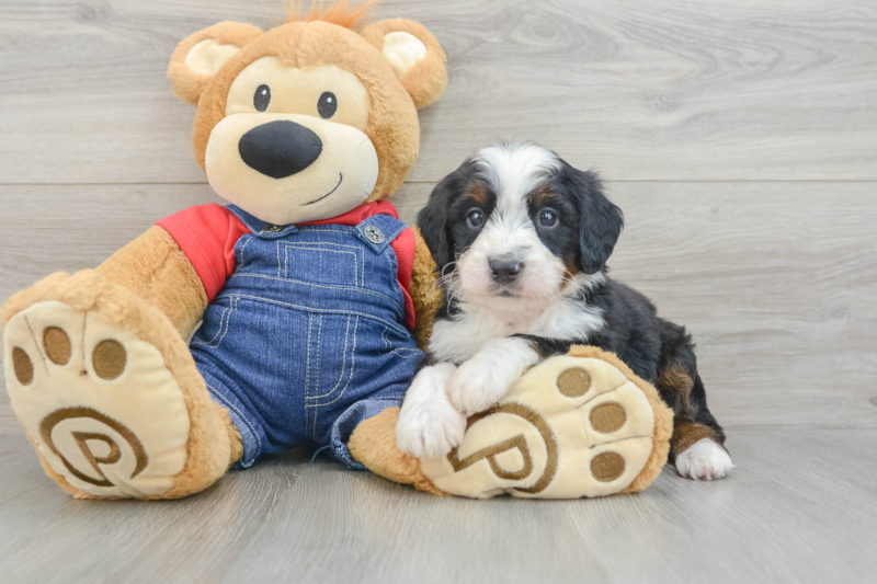 Meet Diablo - our Mini Bernedoodle Puppy Photo 3/3 - Lone Star Pups