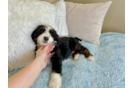 Best Mini Bernedoodle Baby