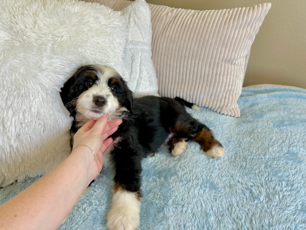Best Mini Bernedoodle Baby