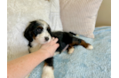Cute Mini Bernedoodle Poodle Mix Pup