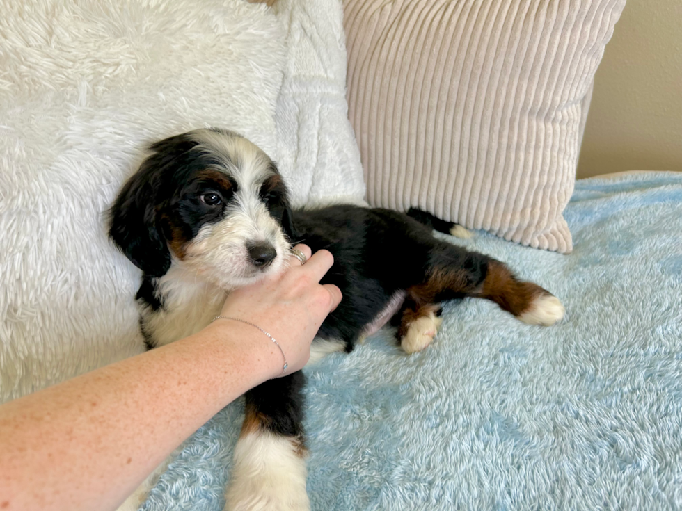 Cute Mini Bernedoodle Poodle Mix Pup