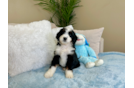 Best Mini Bernedoodle Baby