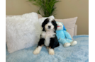 Cute Mini Bernedoodle Baby