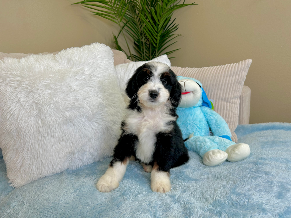 Cute Mini Bernedoodle Baby
