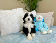 8 week old Mini Bernedoodle Puppy For Sale - Lone Star Pups