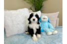 Cute Mini Bernedoodle Poodle Mix Pup