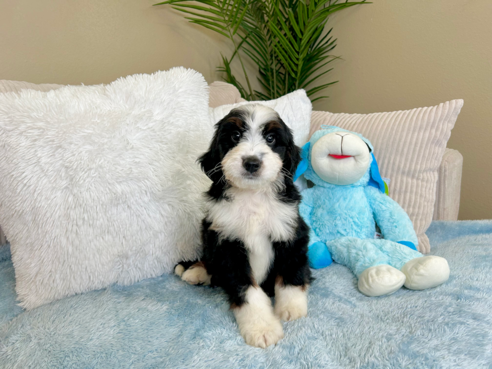 Cute Mini Bernedoodle Poodle Mix Pup