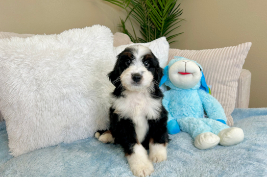 Cute Mini Bernedoodle Poodle Mix Pup