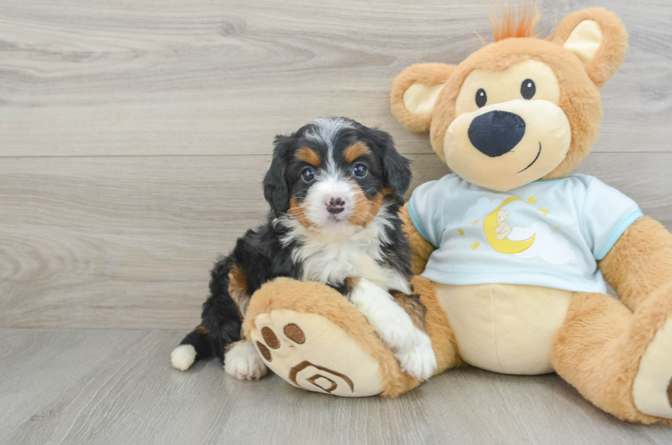 6 week old Mini Bernedoodle Puppy For Sale - Lone Star Pups