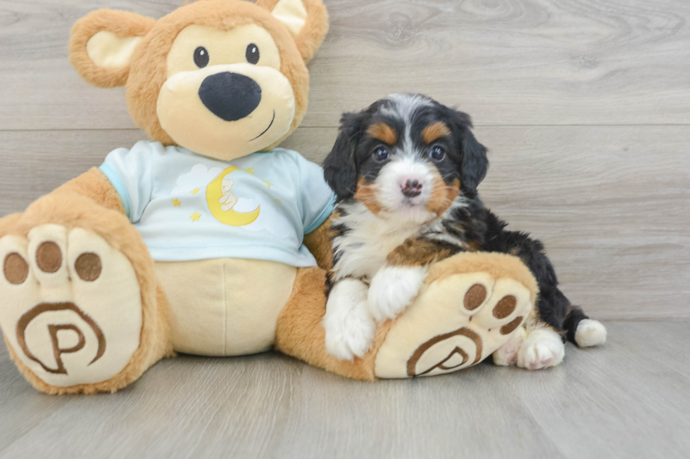 Cute Mini Bernedoodle Baby