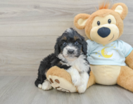 8 week old Mini Bernedoodle Puppy For Sale - Lone Star Pups