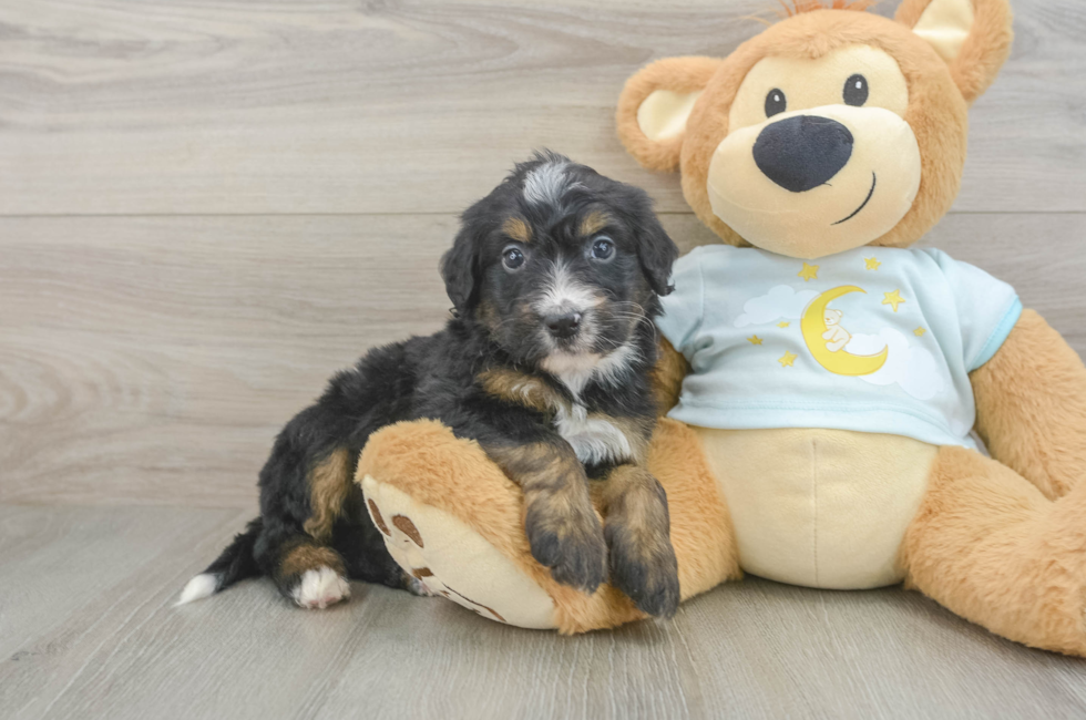 6 week old Mini Bernedoodle Puppy For Sale - Lone Star Pups