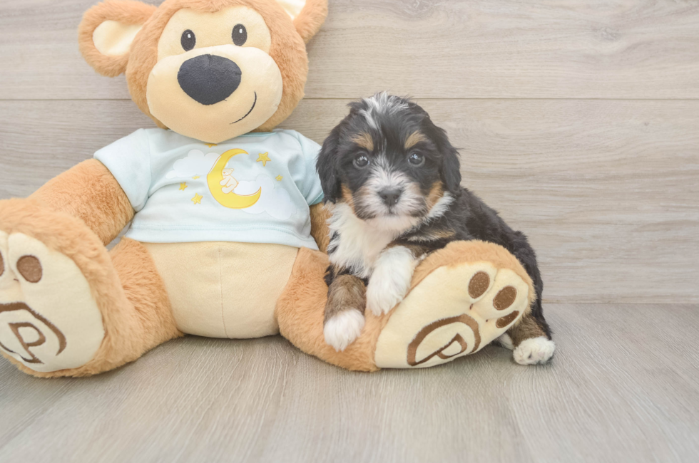 5 week old Mini Bernedoodle Puppy For Sale - Lone Star Pups