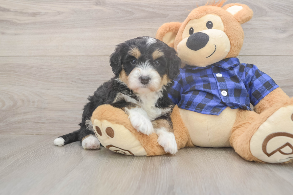 Meet Dianna - our Mini Bernedoodle Puppy Photo  2/3 - Lone Star Pups Best Mini Bernedoodle Baby