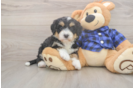 Meet Dianna - our Mini Bernedoodle Puppy Photo  2/3 - Lone Star Pups Best Mini Bernedoodle Baby
