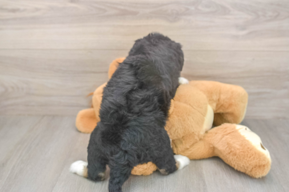 Meet Dianna - our Mini Bernedoodle Puppy Photo  3/3 - Lone Star Pups Hypoallergenic Mini Bernesepoo Poodle Mix Puppy