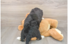 Meet Dianna - our Mini Bernedoodle Puppy Photo  3/3 - Lone Star Pups Hypoallergenic Mini Bernesepoo Poodle Mix Puppy