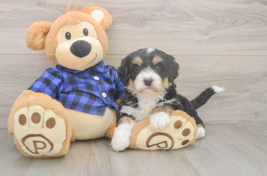 6 week old Mini Bernedoodle Puppy For Sale - Lone Star Pups Small Mini Bernedoodle Baby