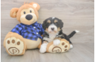 Meet Dianna - our Mini Bernedoodle Puppy Photo  1/3 - Lone Star Pups Small Mini Bernedoodle Baby
