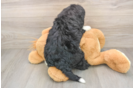 Mini Bernedoodle Pup Being Cute