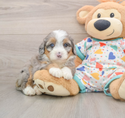 6 week old Mini Bernedoodle Puppy For Sale - Lone Star Pups