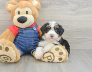7 week old Mini Bernedoodle Puppy For Sale - Lone Star Pups