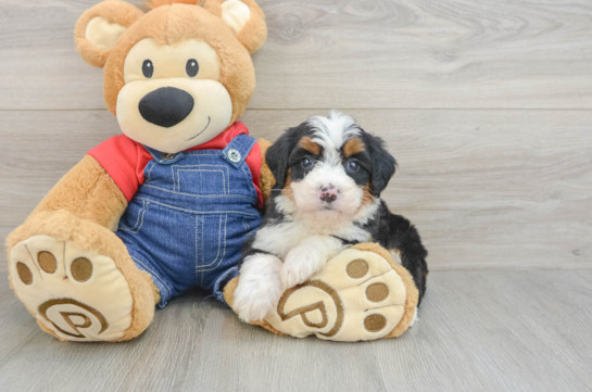 Mini Bernedoodle Puppy for Adoption