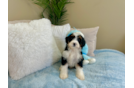 Mini Bernedoodle Puppy for Adoption
