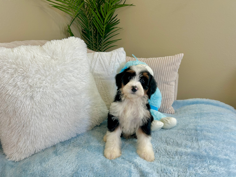 Mini Bernedoodle Puppy for Adoption