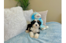 Mini Bernedoodle Pup Being Cute