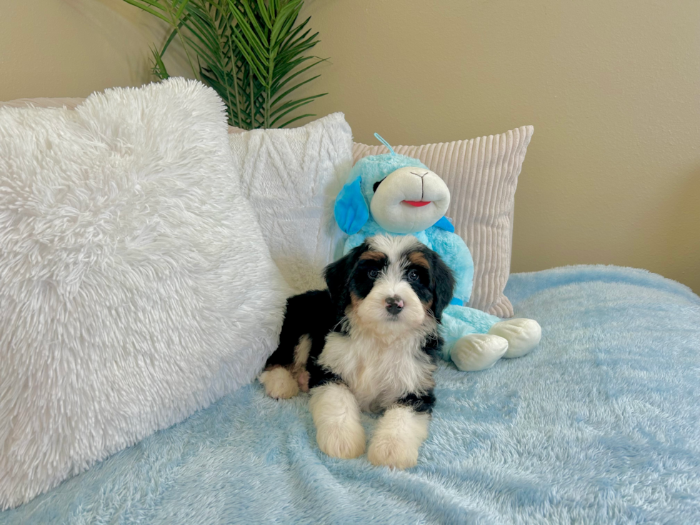 Mini Bernedoodle Pup Being Cute
