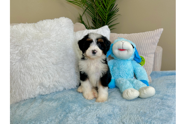Best Mini Bernedoodle Baby