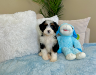 8 week old Mini Bernedoodle Puppy For Sale - Lone Star Pups