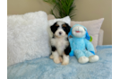 Best Mini Bernedoodle Baby