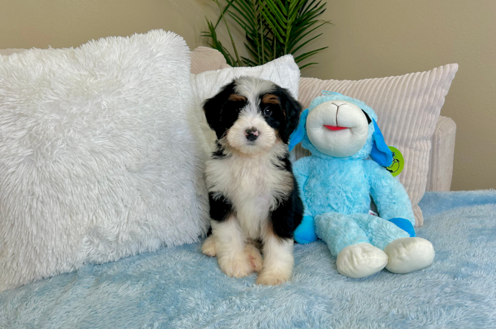 8 week old Mini Bernedoodle Puppy For Sale - Lone Star Pups