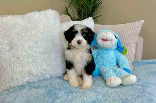 Best Mini Bernedoodle Baby