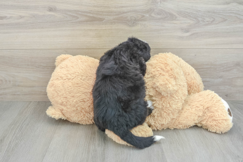 Petite Mini Bernedoodle Poodle Mix Pup