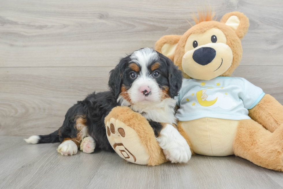 Best Mini Bernedoodle Baby