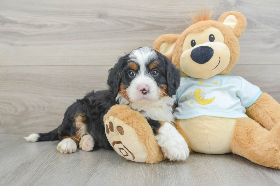 6 week old Mini Bernedoodle Puppy For Sale - Lone Star Pups