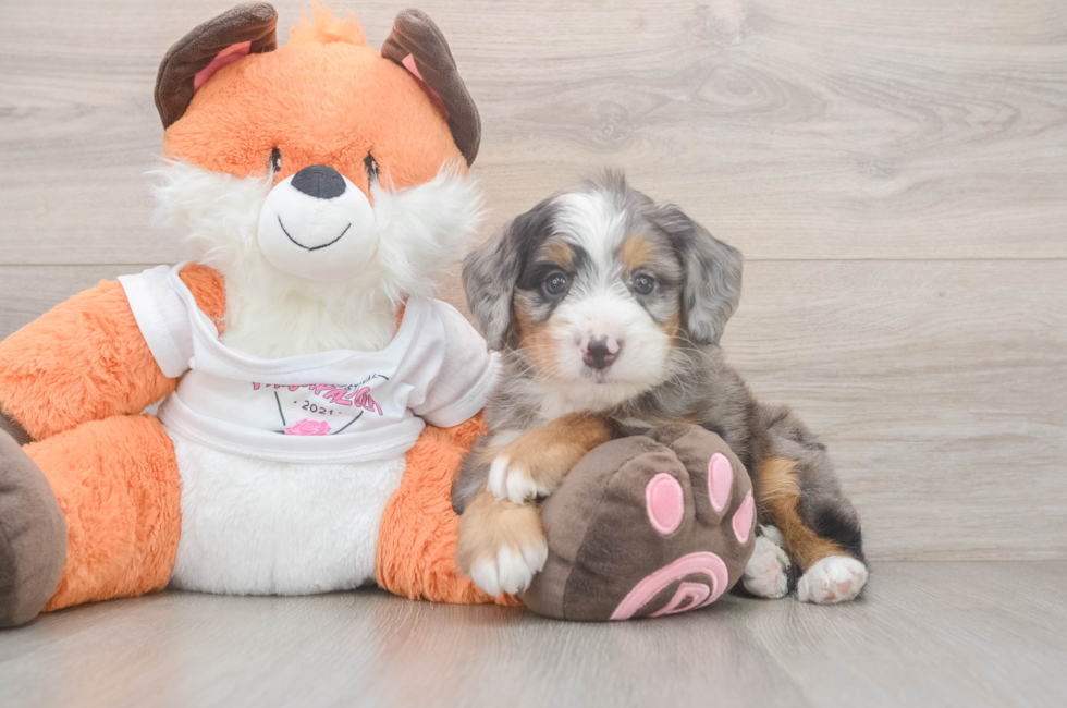 5 week old Mini Bernedoodle Puppy For Sale - Lone Star Pups