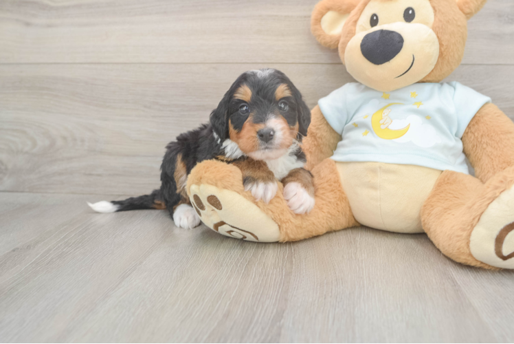 Mini Bernedoodle Pup Being Cute