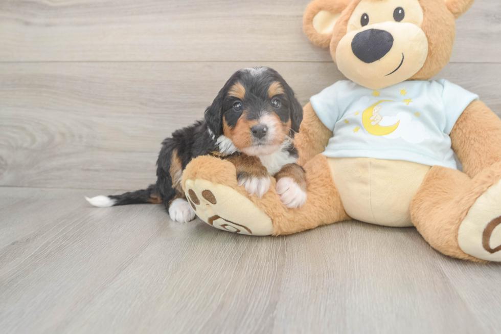 Mini Bernedoodle Pup Being Cute
