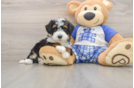Mini Bernedoodle Pup Being Cute