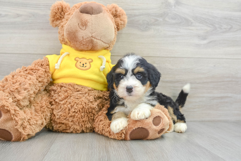 Best Mini Bernedoodle Baby