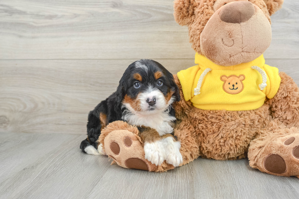 Best Mini Bernedoodle Baby