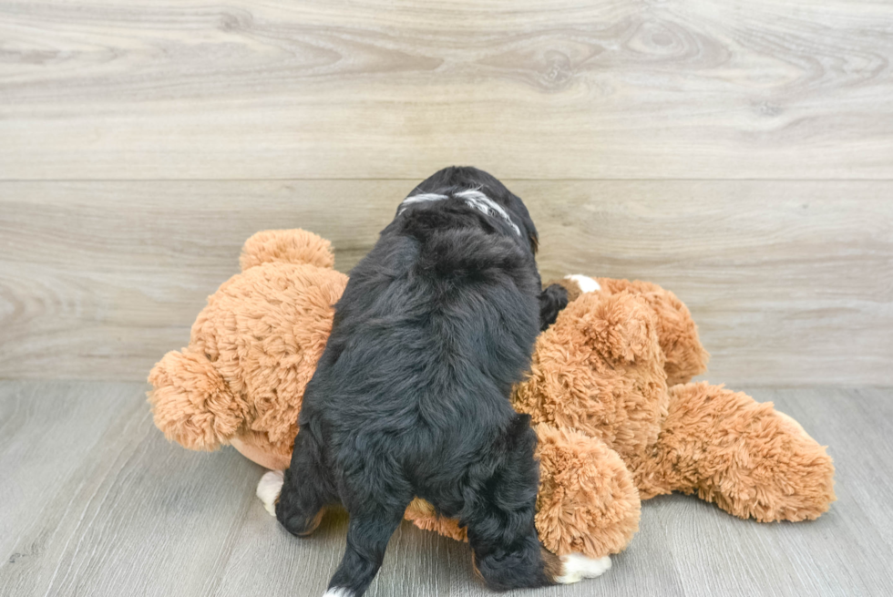 Hypoallergenic Mini Bernadoodle Poodle Mix Puppy
