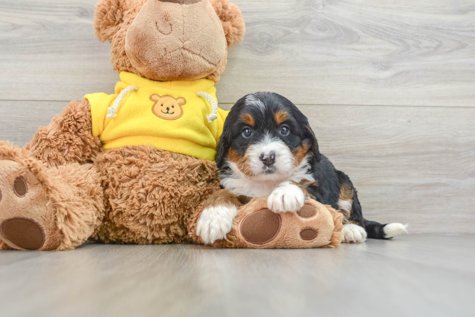 Adorable Mini Bernadoodle Poodle Mix Puppy